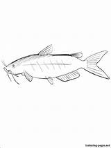 Catfish Step Getdrawings Drawing sketch template