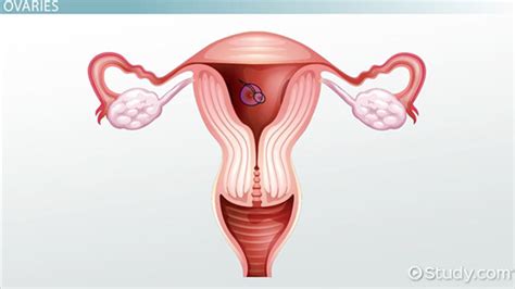 31 female reproductive system quiz label labels database