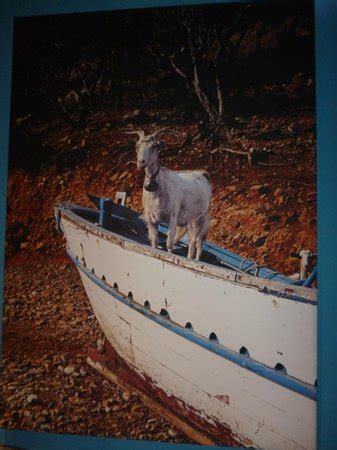 goat   boat picture   goat   boat cowes tripadvisor
