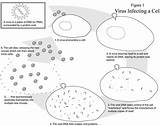 Immune Viral Viruses Cells Infecting Tracking Teachengineering Lesson Duk Hijackers sketch template