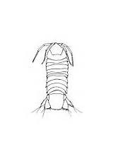 Isopod Coloring Animals Pages sketch template