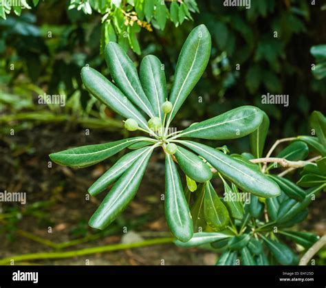 head  green plant  multiple leaves  seeds stock photo alamy
