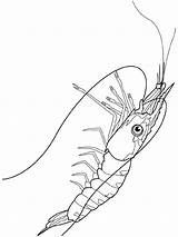 Shrimp Krill Crostacei Schalentiere Animali Malvorlage sketch template
