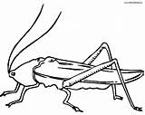 Cricket Insect Locust Coloring Drawing Getdrawings Clipartmag Clipart sketch template
