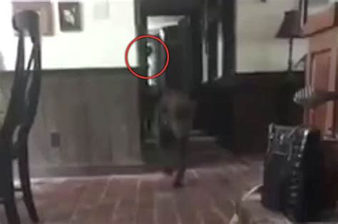 Ghost News Woman Home Alone Spots Chilling Figure After Watching Clip