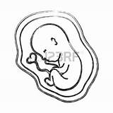 Unborn Clipartmag sketch template
