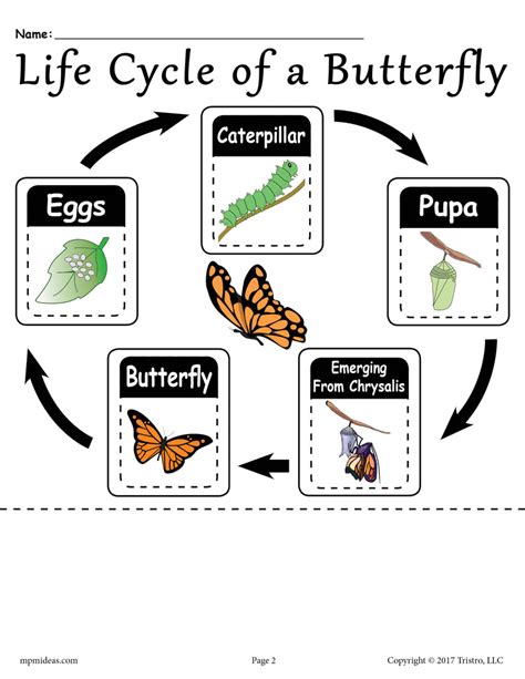 printable life cycle   butterfly printable templates