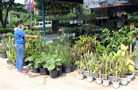 plant nursery biz  philippine news agency