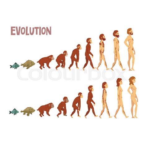 Biology Human Evolution Stages Human Evolution Evolution Biology