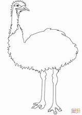 Emu Coloring Pages Drawing Printable Birds Categories Supercoloring sketch template