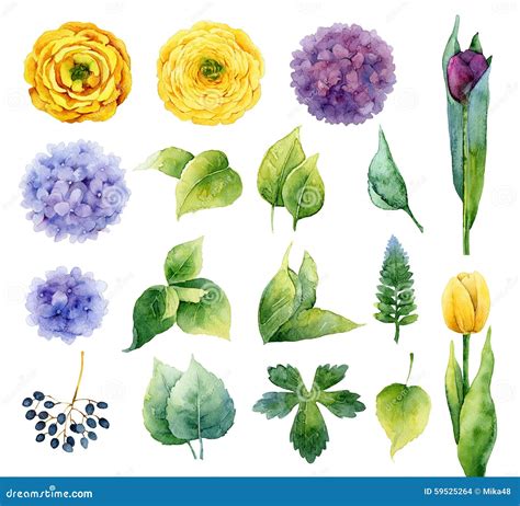 set  floral elements stock illustration illustration  artistic