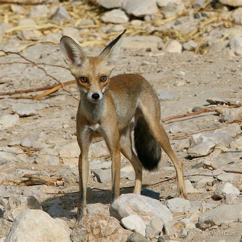 desert fox  david clark redbubble