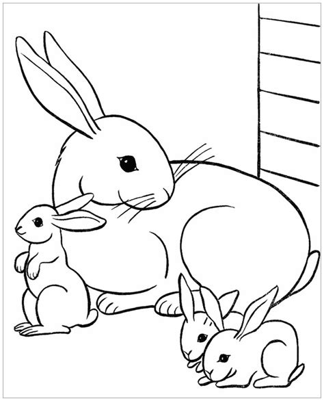 rabbit   rabbit kids coloring pages