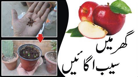 grow apple  seeds  home step  step easy process urdu
