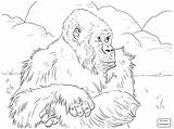 Coloring Pages Mammal Getcolorings Orang Utan sketch template