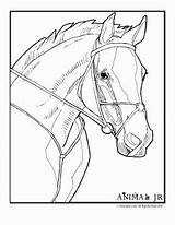 Animal Horses Stronger Animaljr Paardenhoofd Paarden sketch template