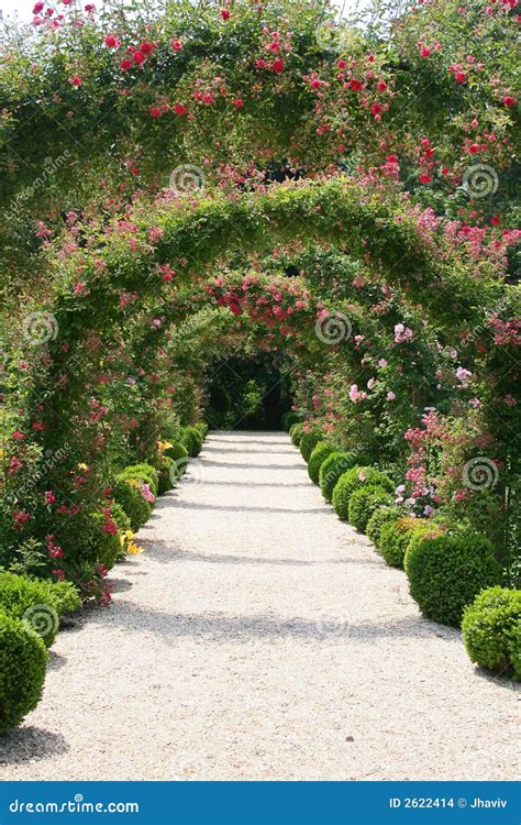 rose garden landscape stock images image