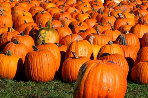 somebody stole a bunch of giant pumpkins charlie brown