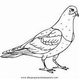 Pigeon Pages Coloring Colouring Printable Animals Preschool Pigeons sketch template