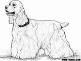 Coloring Cocker Spaniel Dog Choose Board Pages sketch template