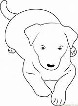 Kelpie Coloring Australian Pages Dog Coloringpages101 Dogs Printable Mammals 29kb sketch template