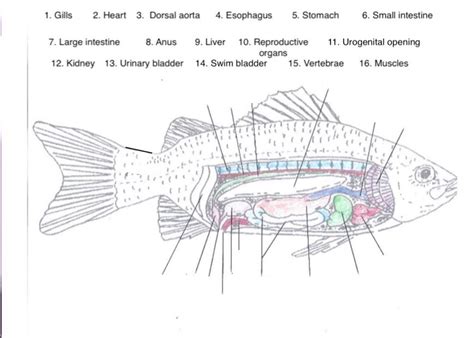 fish form  function diagram quizlet