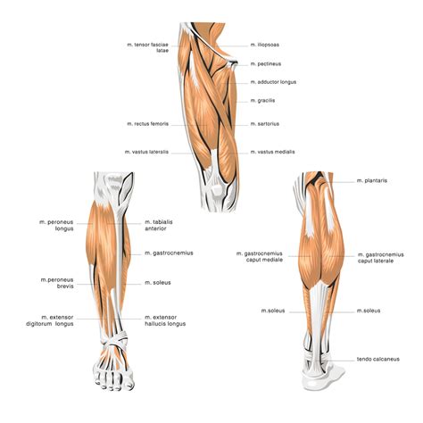 musculos da perna de anatomia humana vetor premium