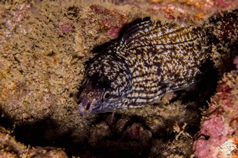 enigmatic moray eel facts and photographs seaunseen