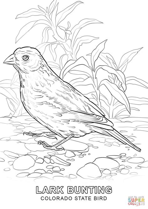 tennessee state bird  flower coloring page coloringpages
