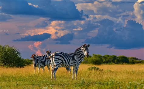 wild  magnificent national parks  botswana worldatlas