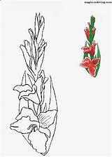 Coloring Pages Gladiolus Magic sketch template