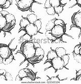 Engraving Boll Cottonfield sketch template