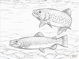 Trout Ausmalbilder Coloriage Supercoloring Saltwater Imprimer Truite Fishing Bachforelle Salmo Paintingvalley Ausmalbild Trouts Trutta Stampare Adults Trote Homecolor Dentistmitcham sketch template