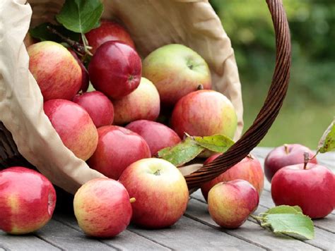 fresh apple  sanjay patel exporter importer fresh apple