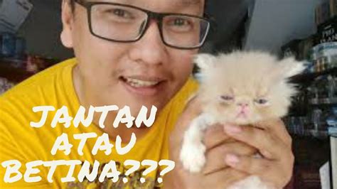 nama kucing jantan lucu indonesia singkatan lucu tulisan lucu