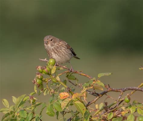 vroege vogels foto vogels vogeltje met veel namen