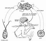 Amoeba Brain Naegleria Eating Fowleri Meningoencephalitis Infection Thailand Cycle Life Water Amoebic Primary Parasite Does Diseases Infections Most Living Eat sketch template