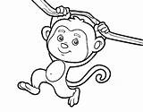 Monkey Hanging Coloring Branch Colorear Coloringcrew sketch template