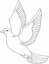Porumbelul Pacii Colorat Desene Planse sketch template
