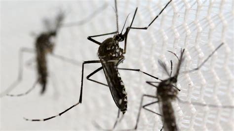zika mosquito   aedes aegypti  dangerous  atlantic