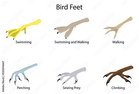 fototapeta illustration  biology  animals bird feet  legs