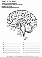 Coloring Pages Brain Anatomy Worksheet Askabiologist Asu Human Worksheets Edu Ask Biologist Science Labeling Physiology Nervous Biology System School Sheets sketch template