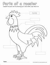 Parts Rooster Color Label Kindergarten Worksheets Preschool Coloring Sheets Activities Cleverlearner Printable Labels Children Animals Roosters Activity Pre Basic Object sketch template