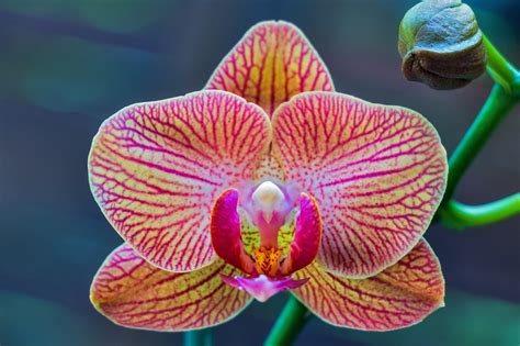 tudo   deve saber sobre os cuidados   orquideas phalaenopsis