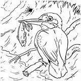 Vogels Ijsvogeltje Leuke Ijsvogel Vogelbescherming Dieren Leuk Deze sketch template