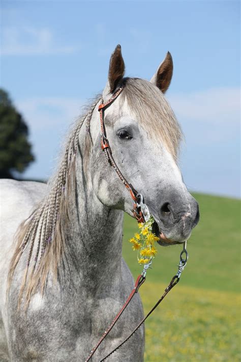 palomino horse pictures horse colors coat quarter holding portrait