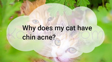 cat  chin acne kotikmeow