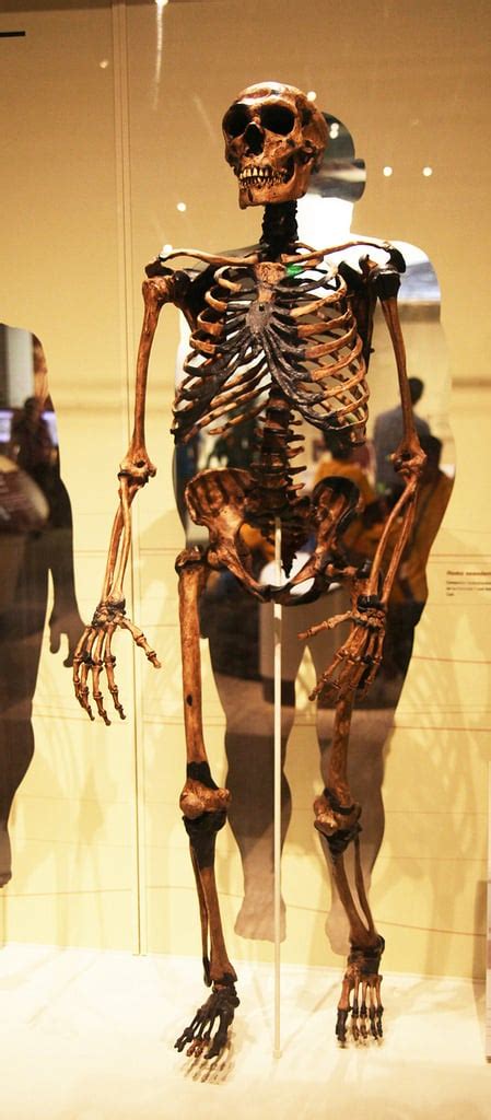 Neanderthal Adult Male Skeleton Illustration World History Encyclopedia