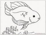 Carp Fish Coloring Pages Printable sketch template