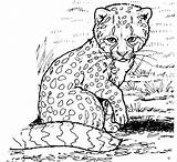 Cheetah Coloringbay Kids Griffin sketch template